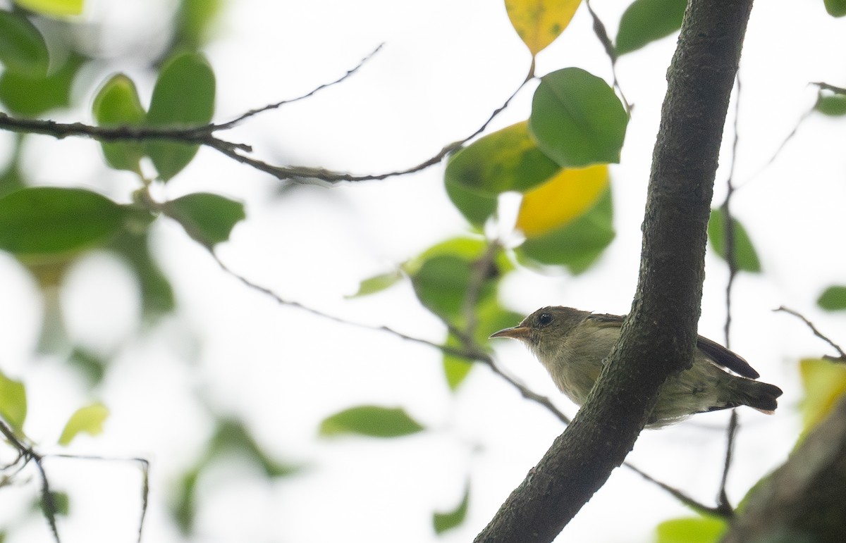 Einfarb-Mistelfresser - ML645250352