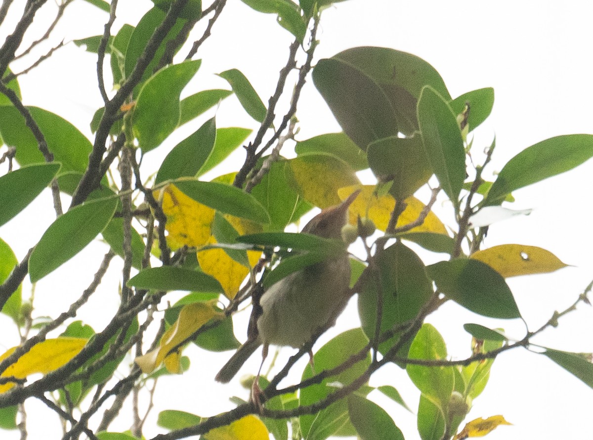 Rotstirn-Schneidervogel - ML645250353