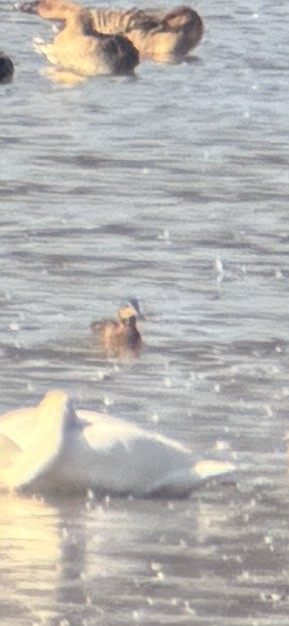 Gluckente - ML645250354