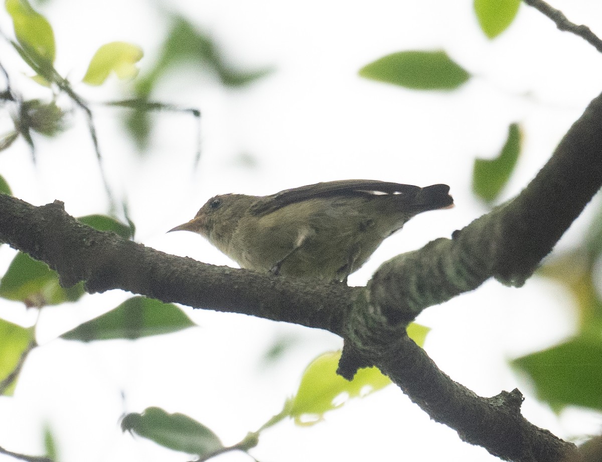 Einfarb-Mistelfresser - ML645250355