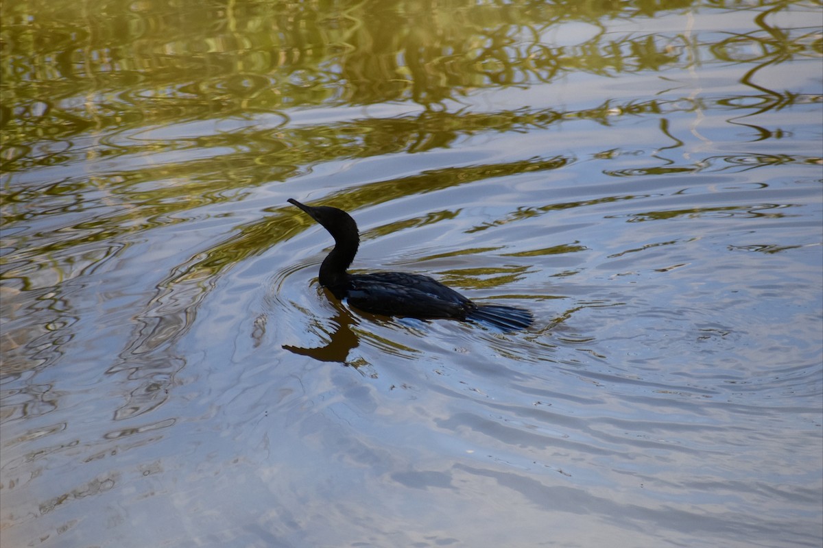 Schwarzscharbe - ML645250358