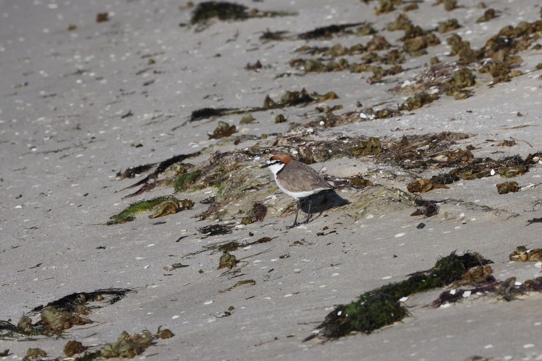 Rotkopf-Regenpfeifer - ML645250359