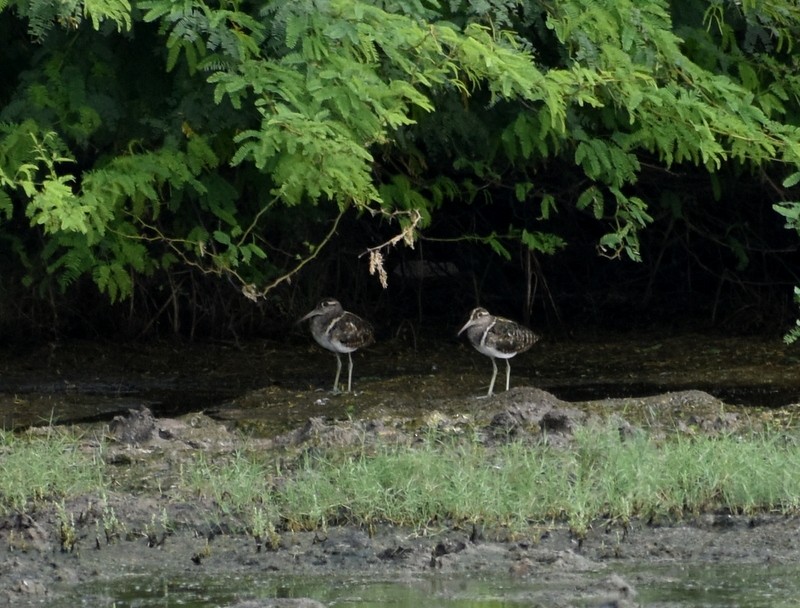 Goldschnepfe - ML645250362