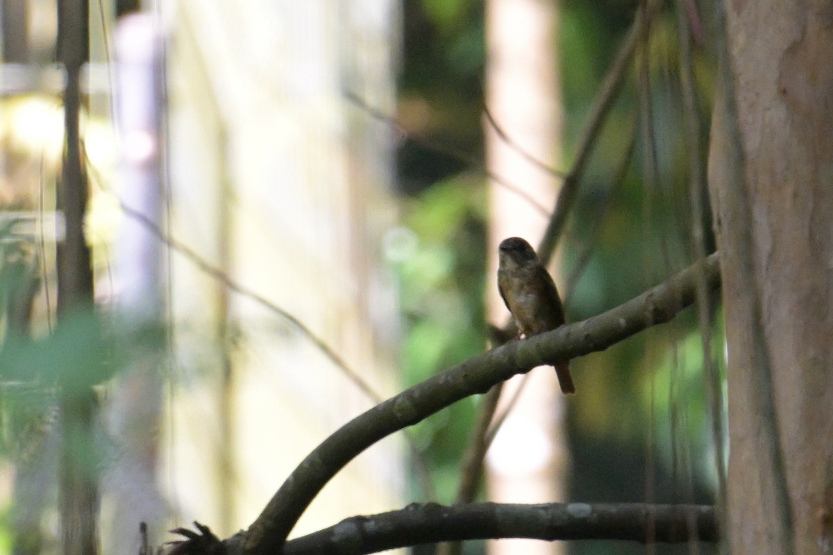 Ferruginous Flycatcher - ML645250368