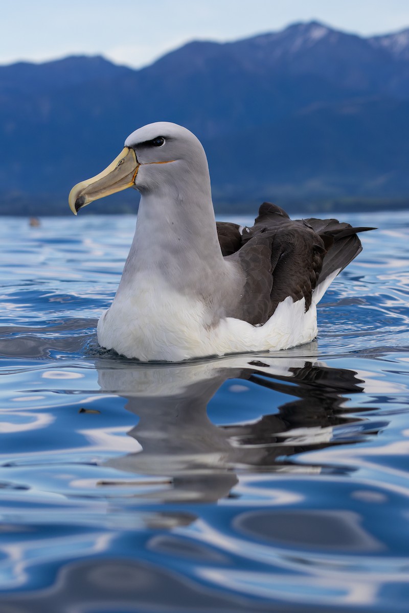 Salvin's Albatross - ML645250372