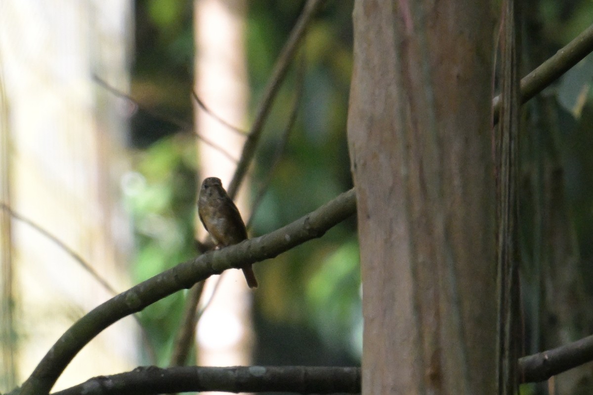 Ferruginous Flycatcher - ML645250373