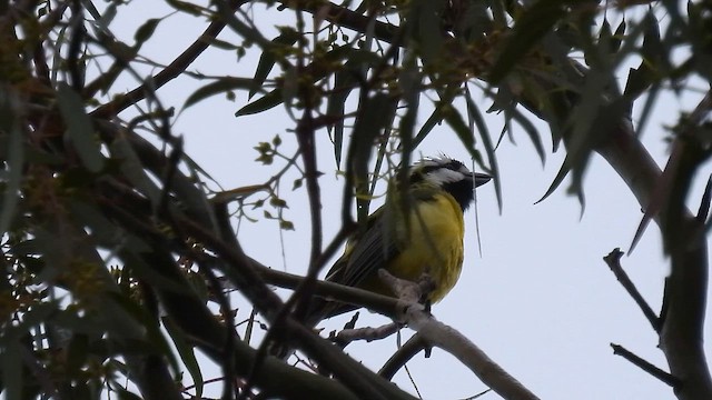 Silbador Cabezón Oriental - ML645250394