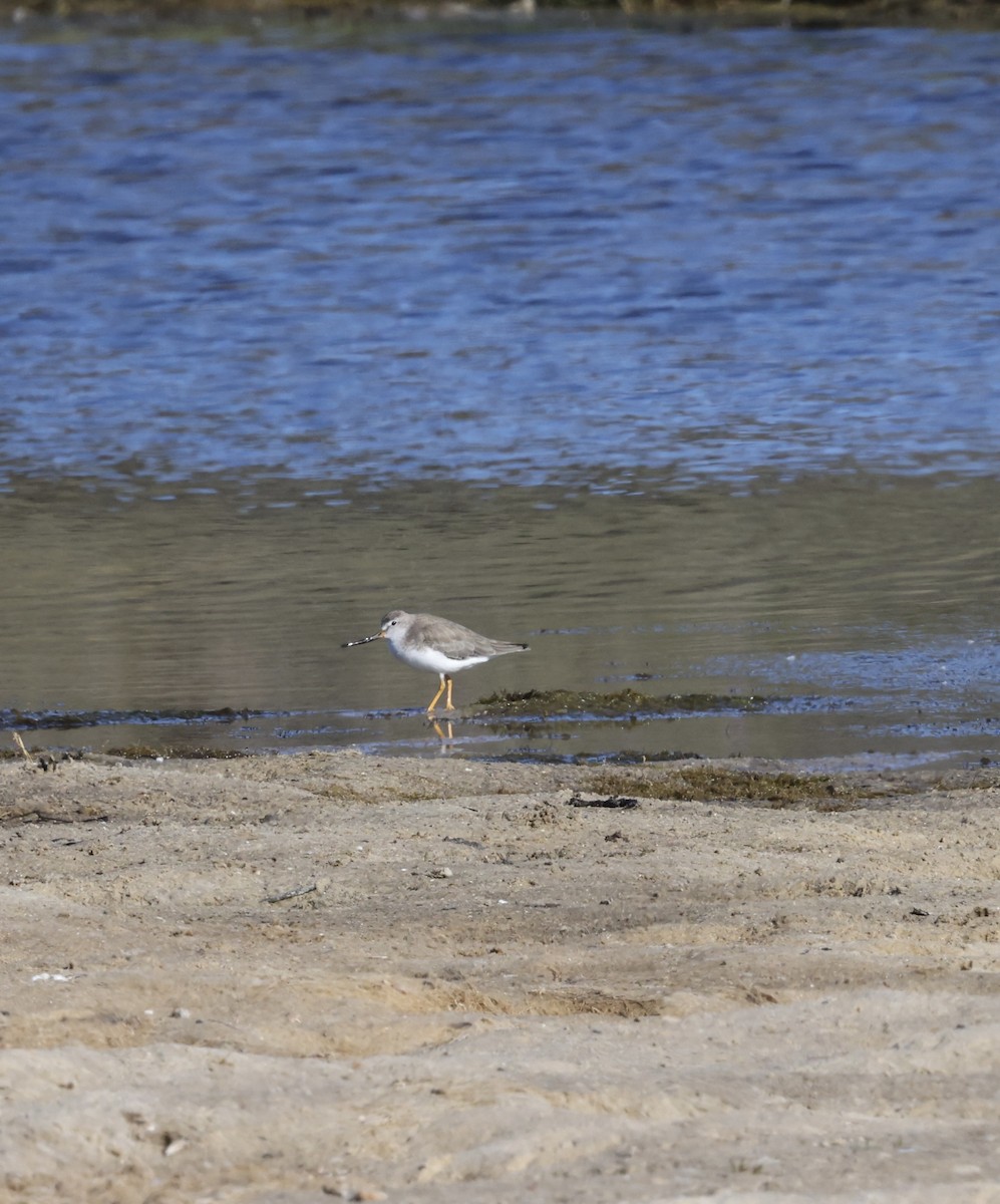 ביצנית אפורה - ML645250395