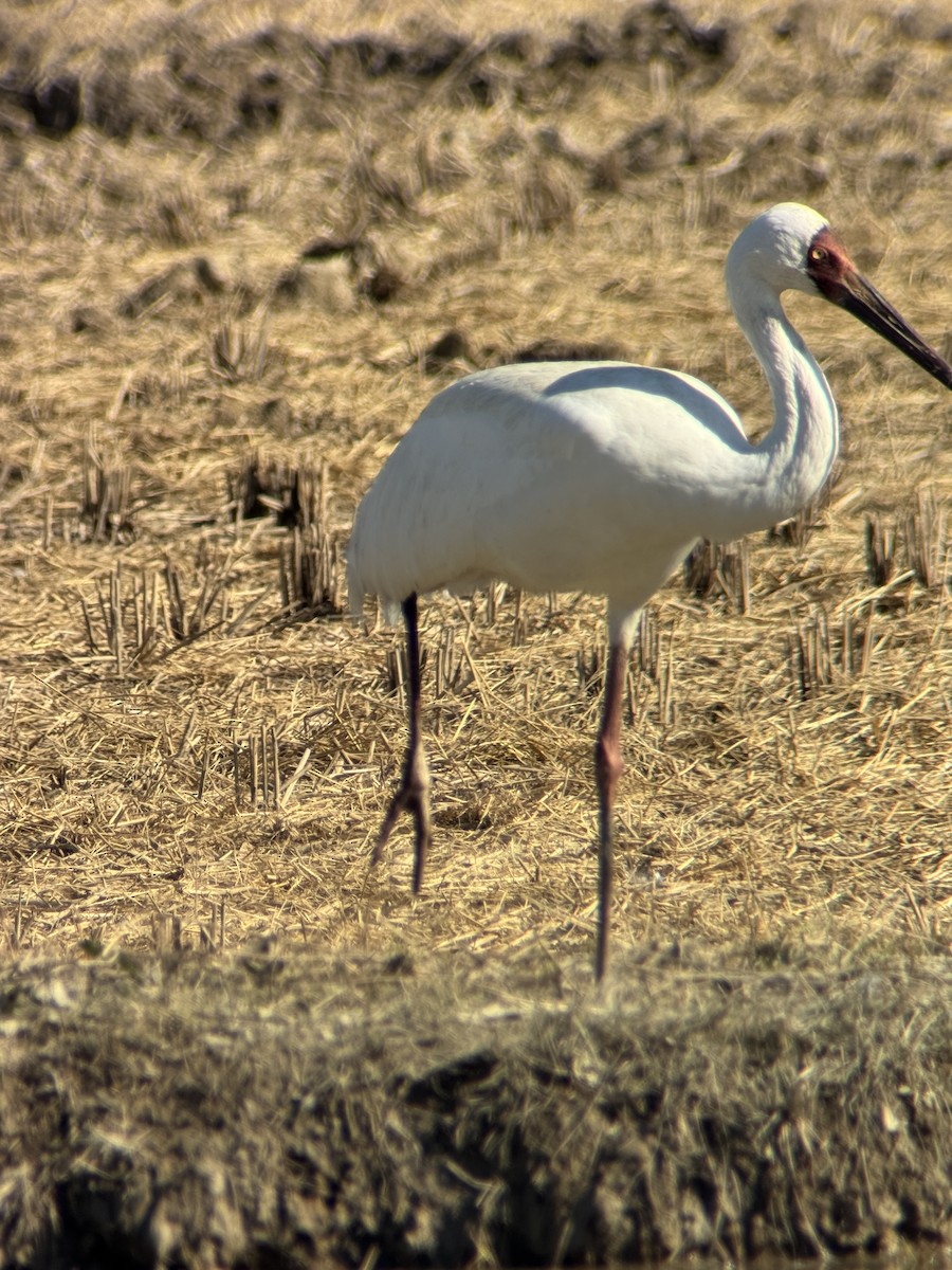 Siberian Crane - ML645250422