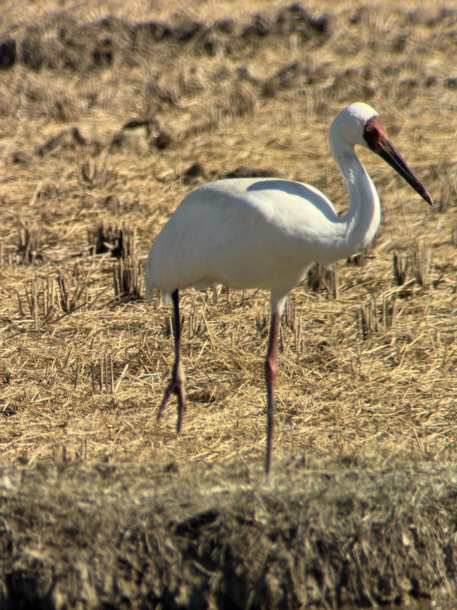 Siberian Crane - ML645250423