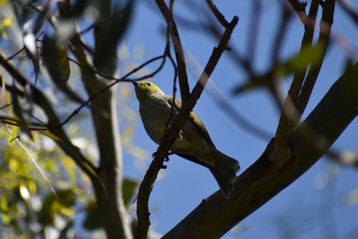 hvitsmykkehonningeter - ML645250438