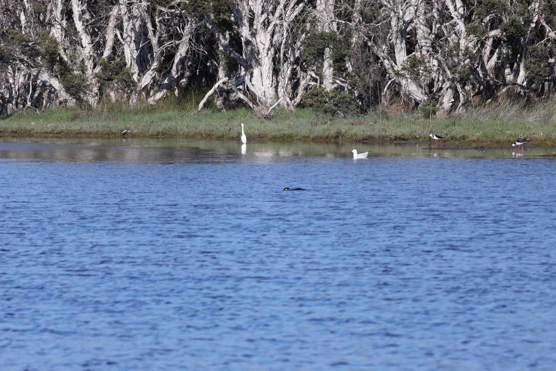 Little Egret - ML645250440