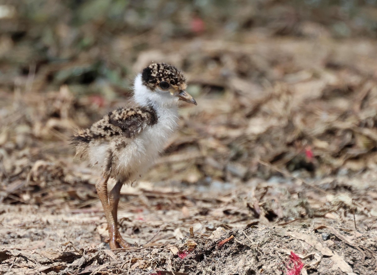 Hegabera maskaraduna - ML645250456