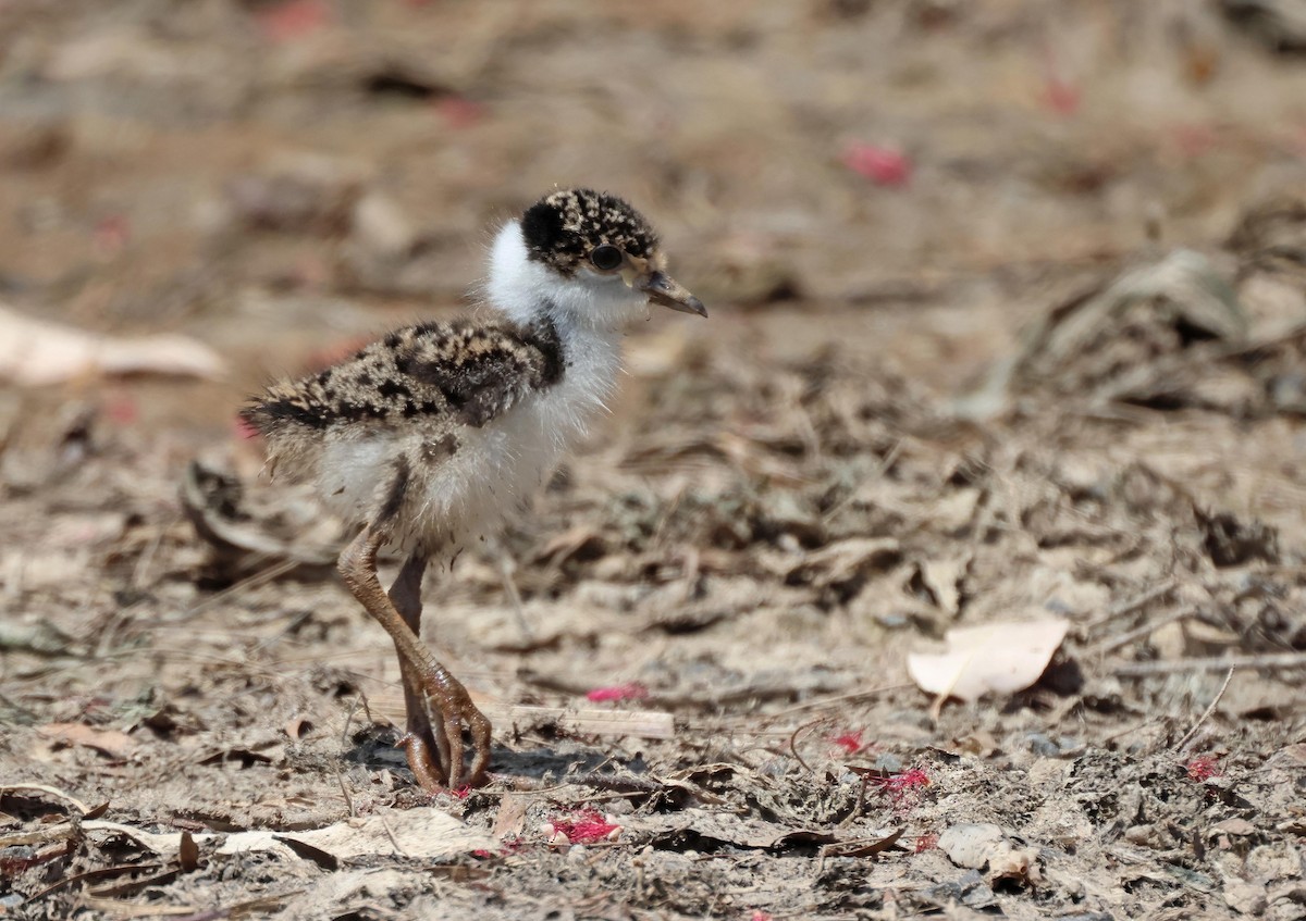Hegabera maskaraduna - ML645250457