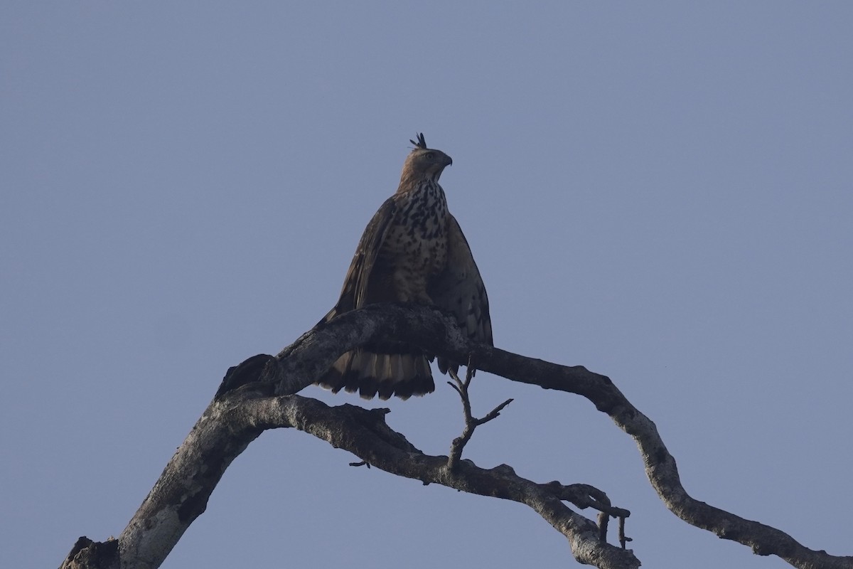 Wallace's Hawk-Eagle - ML645250458