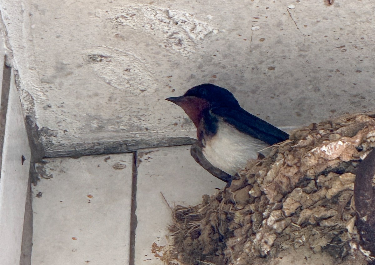 vlaštovka obecná - ML645250460