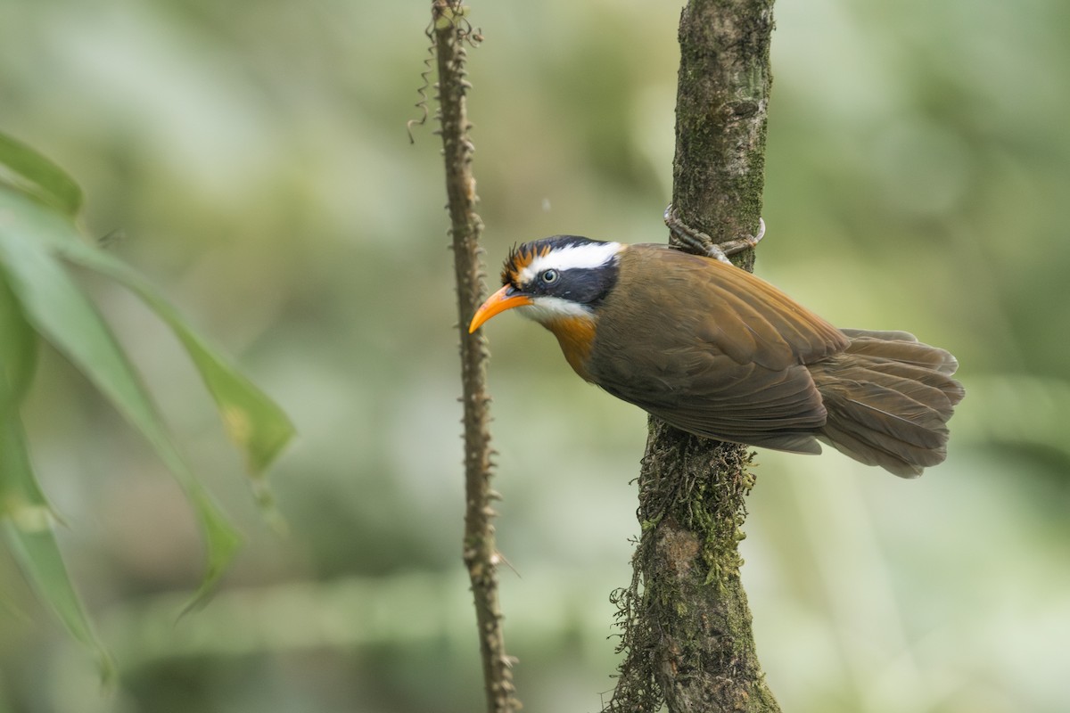 Black-crowned Scimitar-Babbler - ML645250464