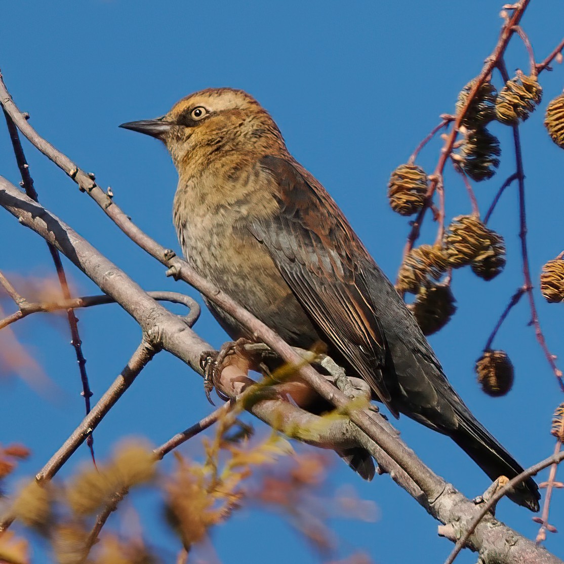 Rusty Blackbird - ML645250466