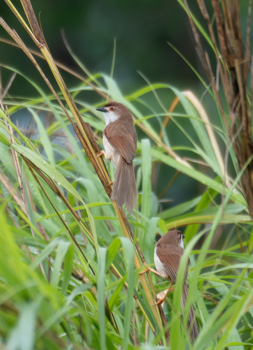 Yellow-eyed Babbler - ML645250468