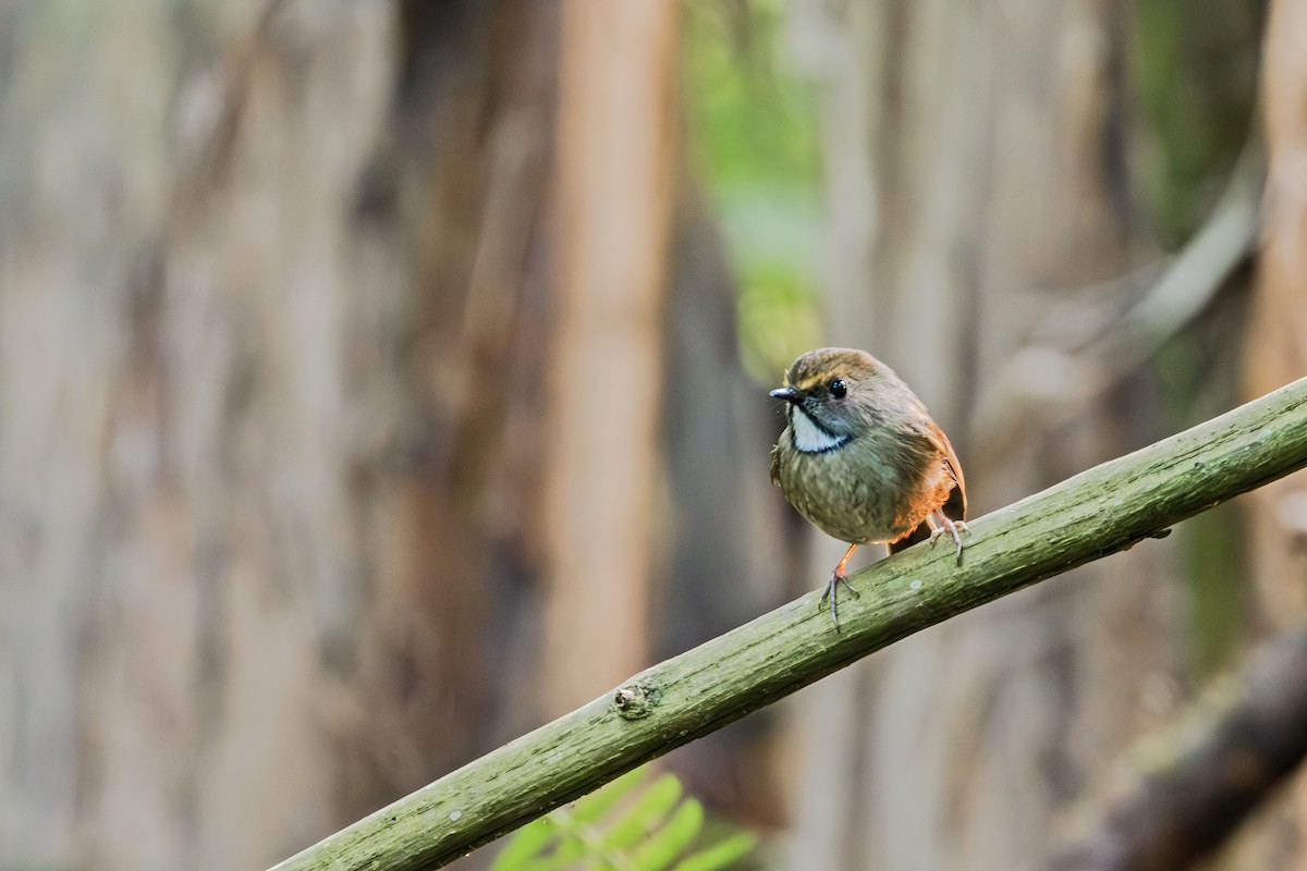 White-gorgeted Flycatcher - ML645250478