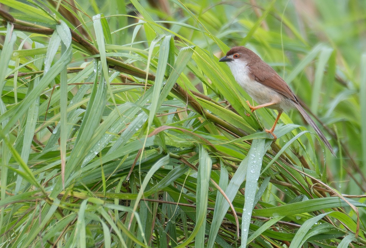 Yellow-eyed Babbler - ML645250479