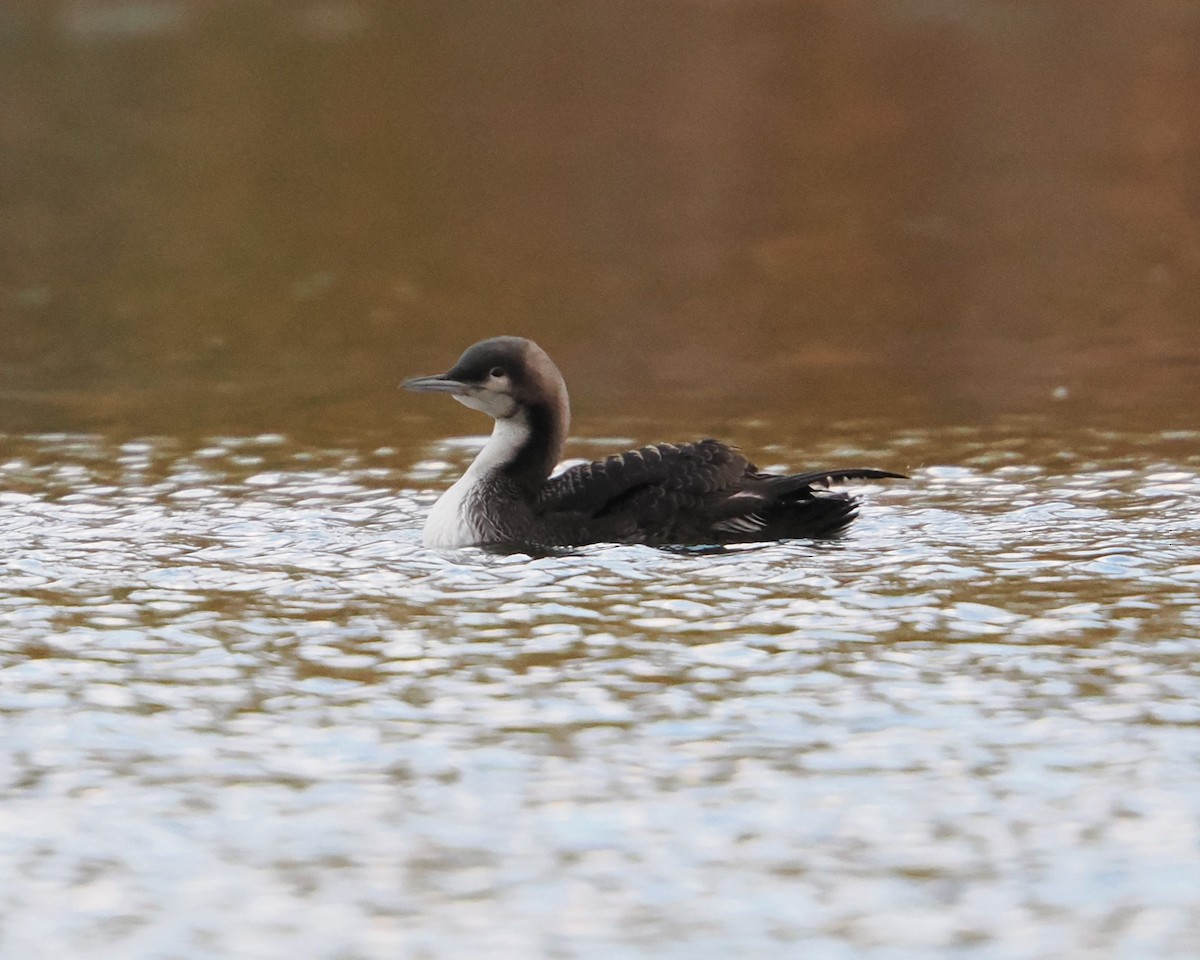 potáplice pacifická - ML645250484