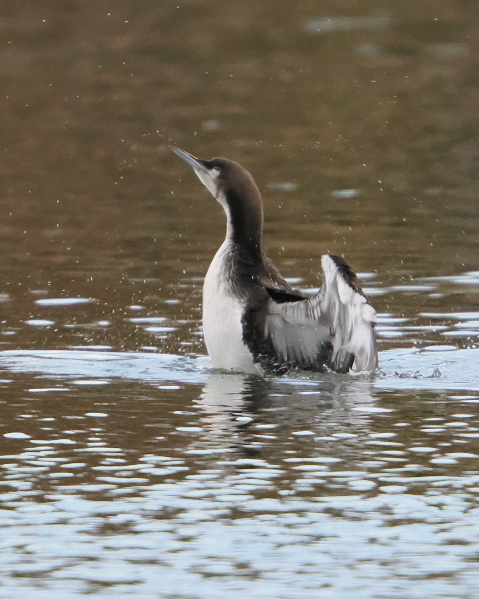 potáplice pacifická - ML645250485