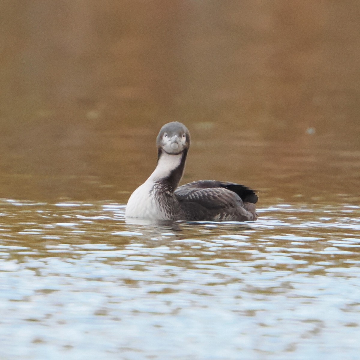 potáplice pacifická - ML645250486