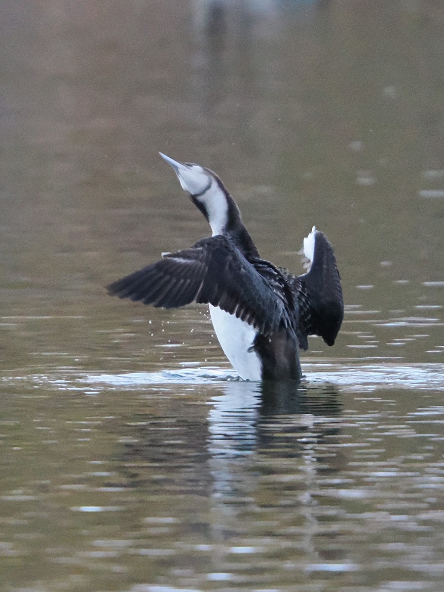 potáplice pacifická - ML645250487