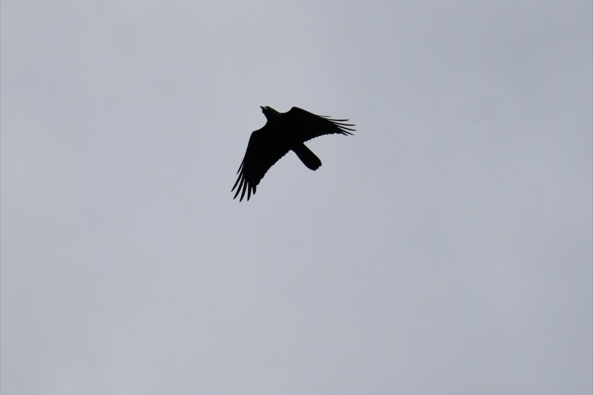 Южноавстралийский ворон - ML645250492