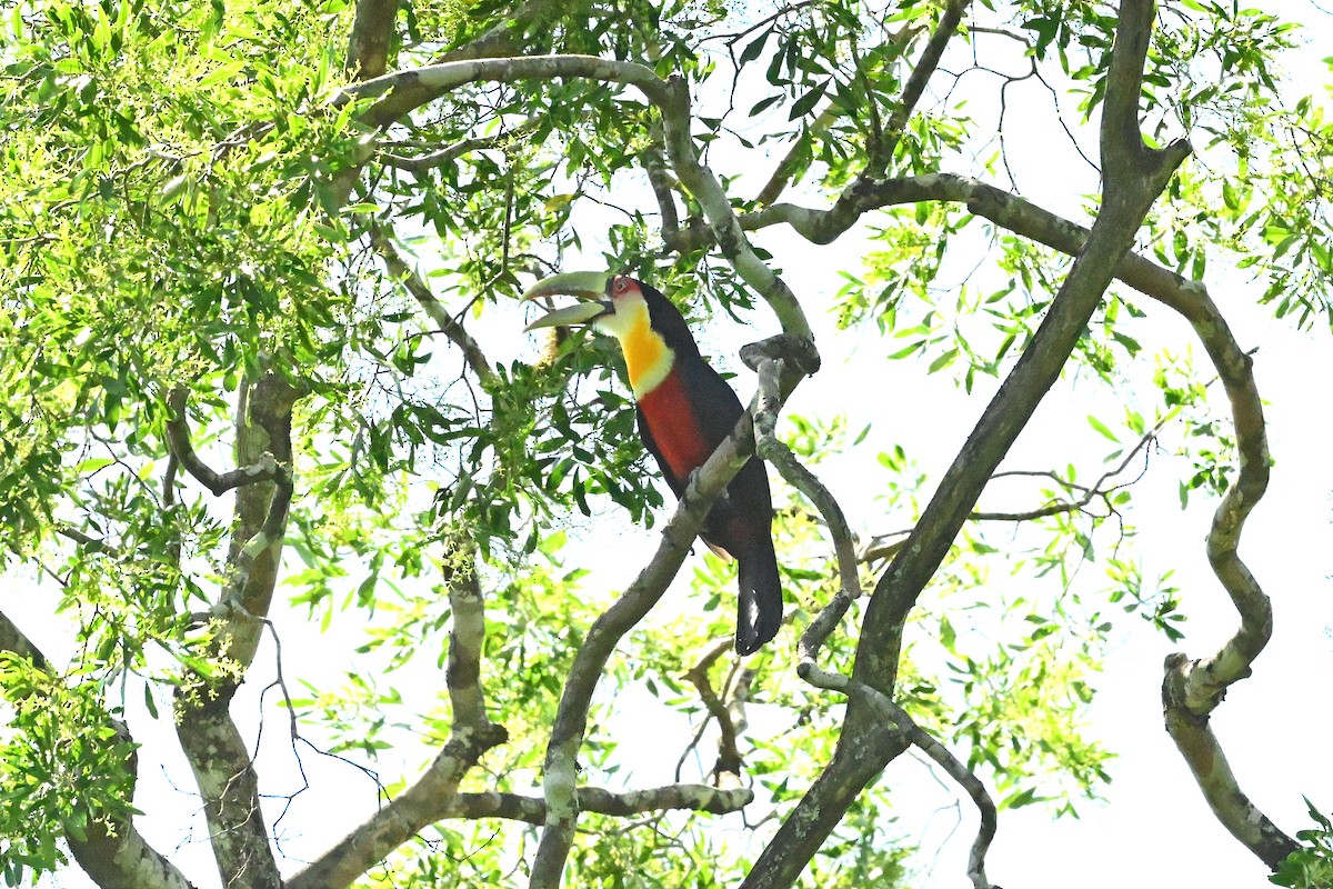 Red-breasted Toucan - ML645250499