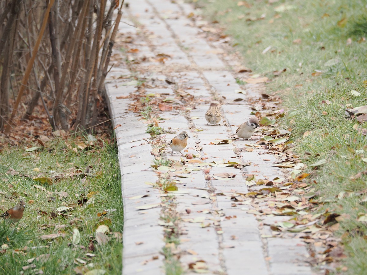 Brambling - ML645250508