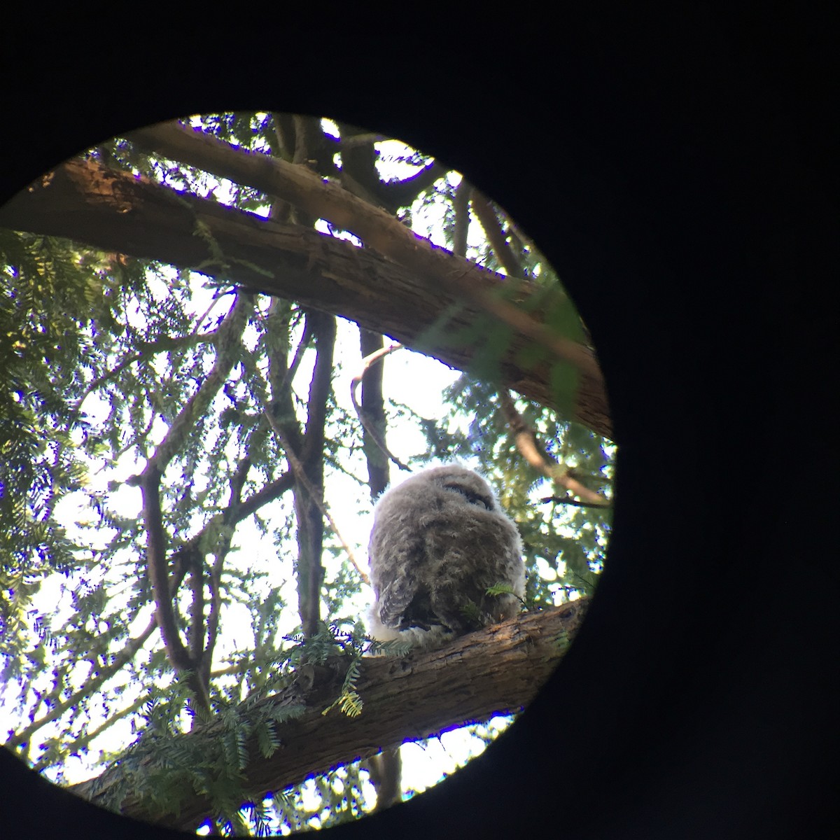 Chouette tachetée (caurina) - ML645250513