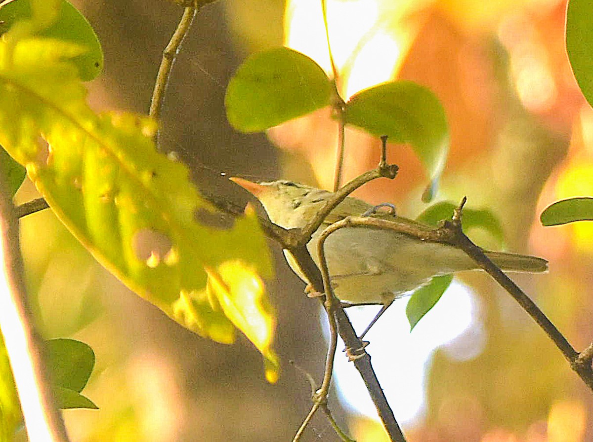 Western Crowned Warbler - ML645250535