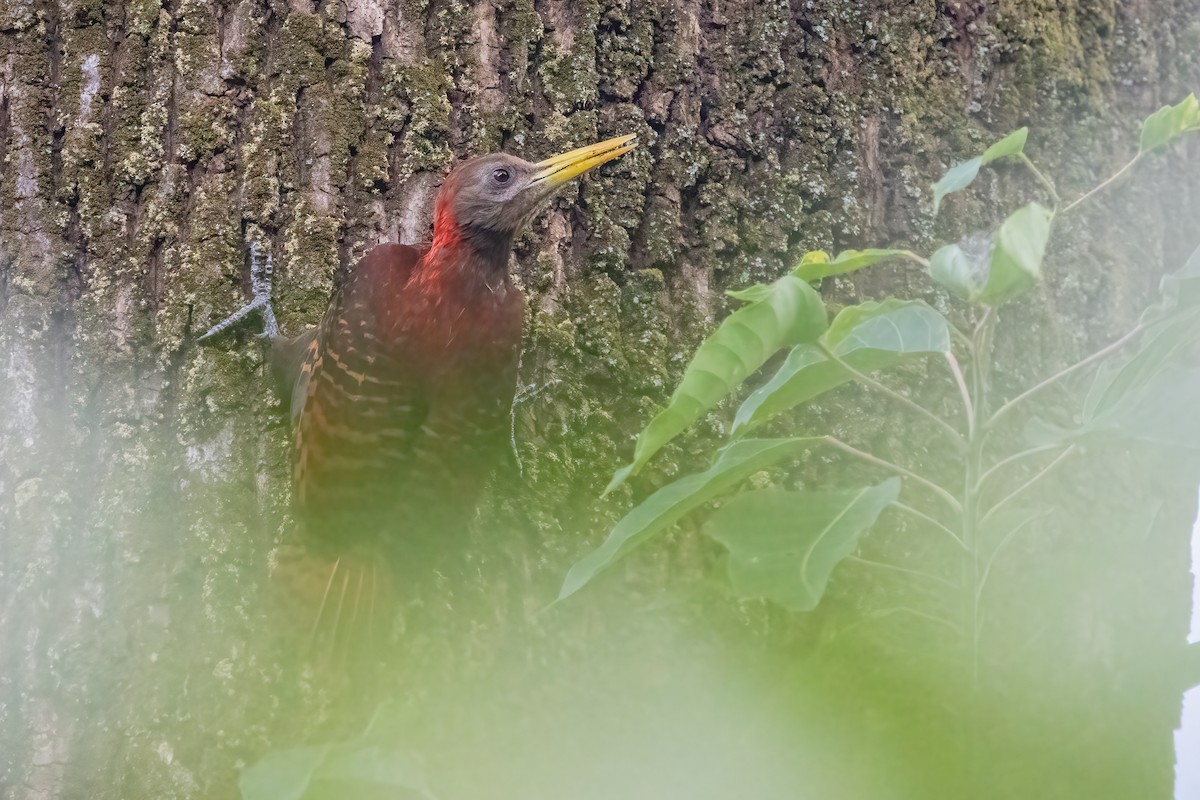 Bay Woodpecker - ML645250541