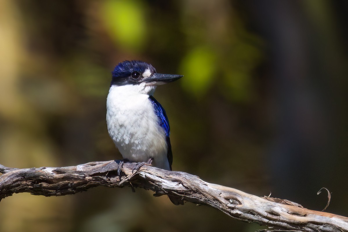 Forest Kingfisher - ML645250561