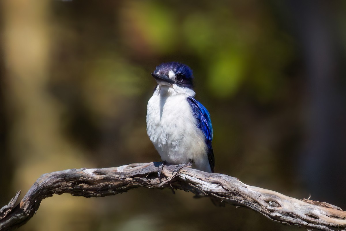 Forest Kingfisher - ML645250562