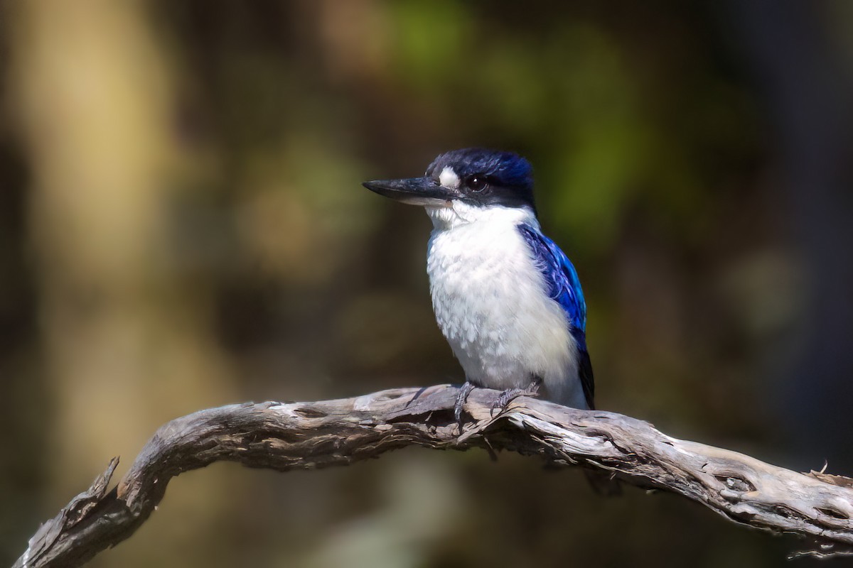 Forest Kingfisher - ML645250563