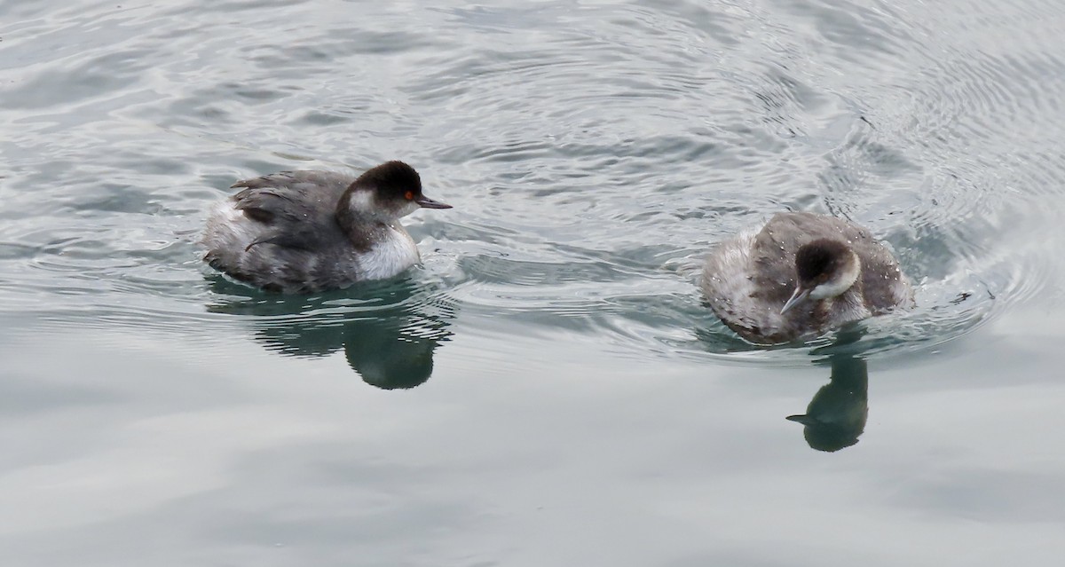 ハジロカイツブリ - ML645250564