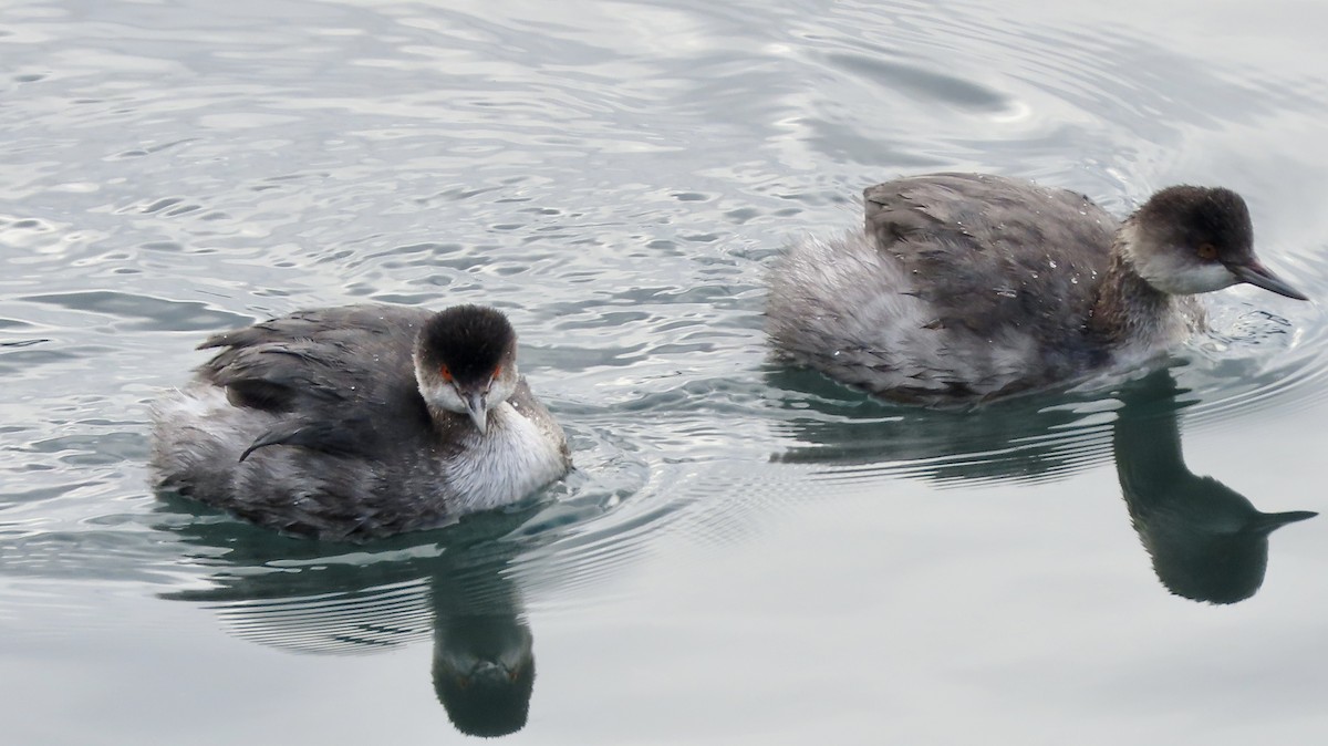 ハジロカイツブリ - ML645250566