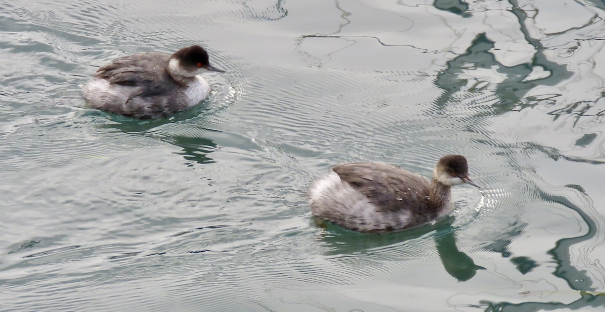 ハジロカイツブリ - ML645250568