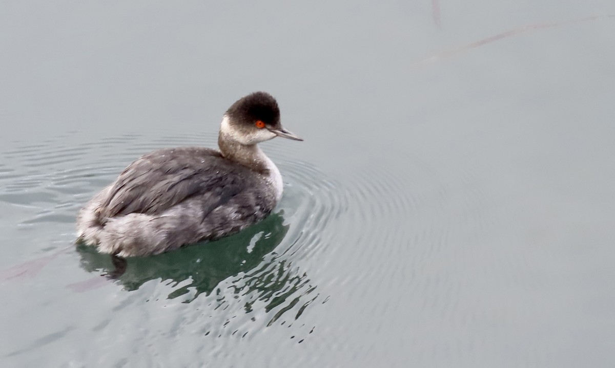 ハジロカイツブリ - ML645250572