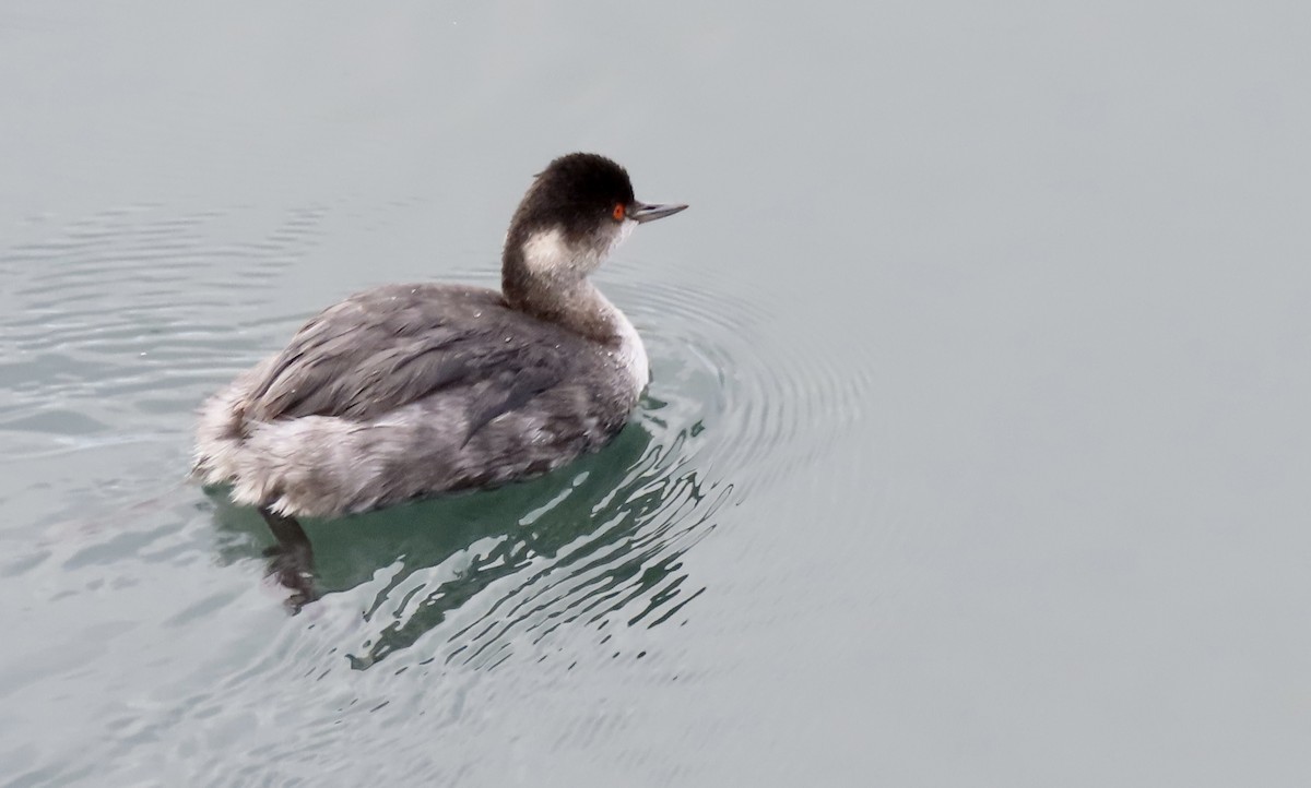 ハジロカイツブリ - ML645250575