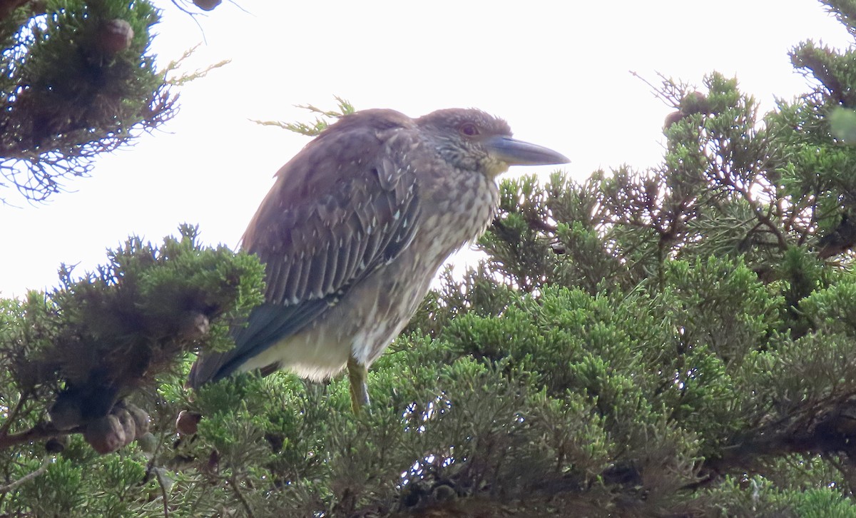 kvakoš žlutočelý - ML645250585