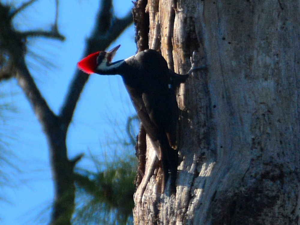 datel chocholatý - ML645250607