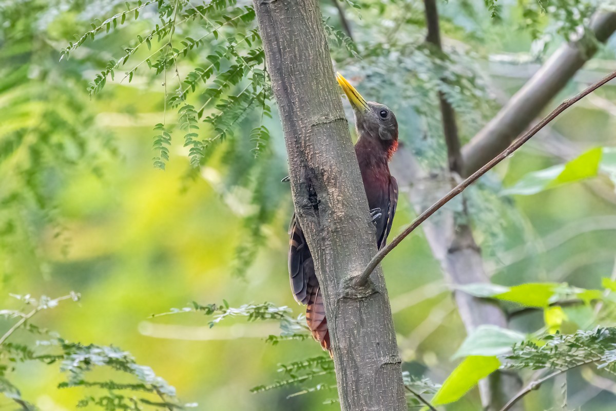 Bay Woodpecker - ML645250608