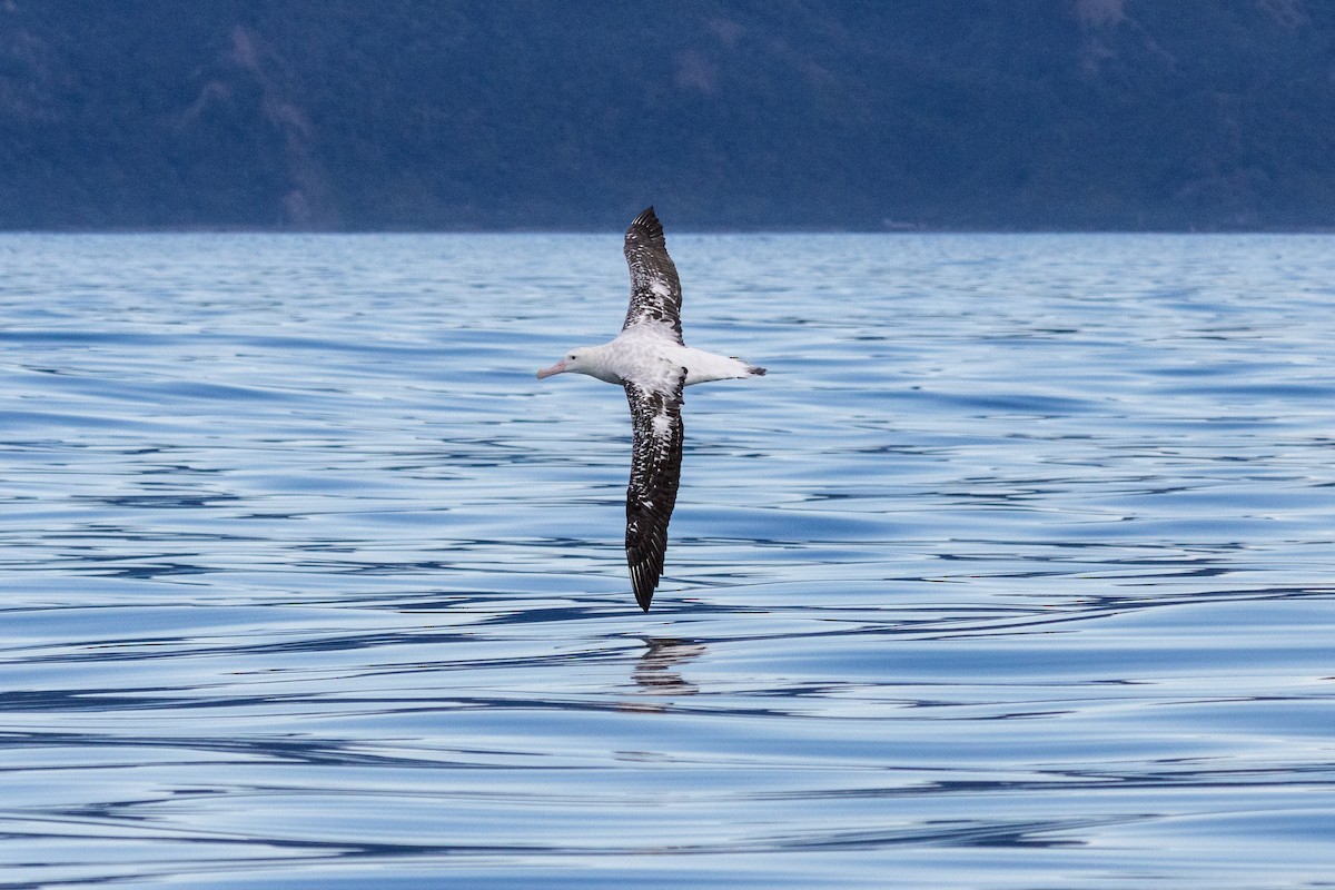 Antipodean Albatross - ML645250614