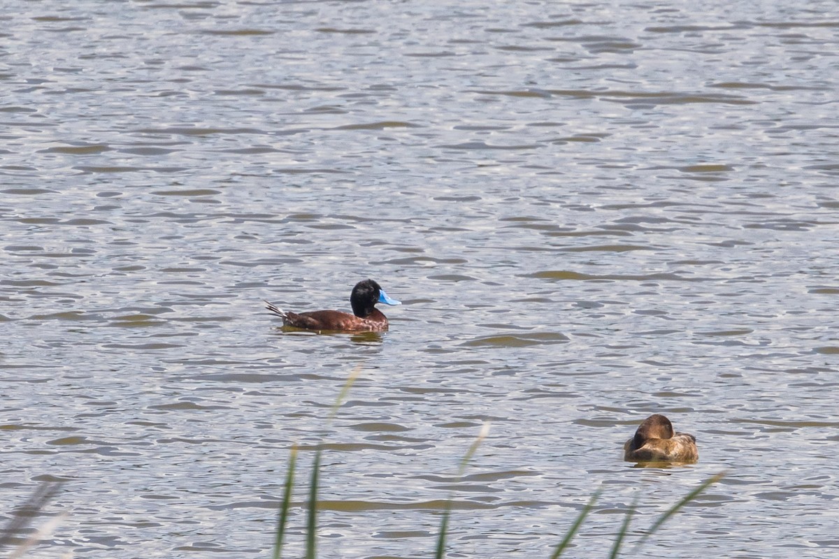 Blue-billed Duck - ML645250619