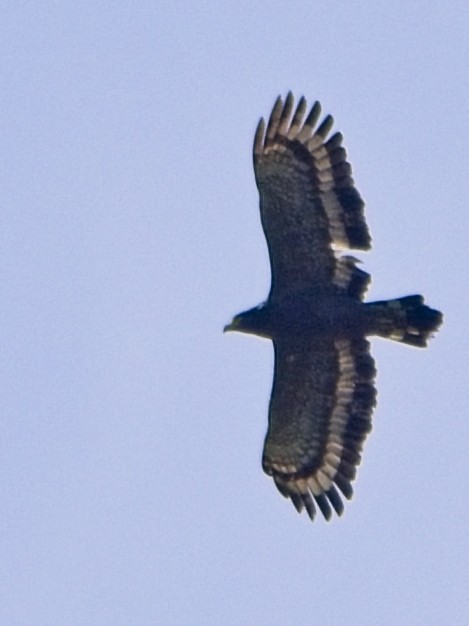 Crested Serpent-Eagle - ML645250620