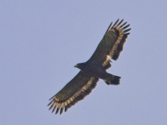 Crested Serpent-Eagle - ML645250623